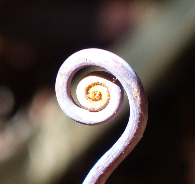 A different type of fern curl